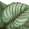 Artificial Plant, 13" Tall, Epipremnum, Indoor, Faux, Fake, Table, Greenery, Potted, Set Of 2, Decorative, Green Leaves, Black Pots