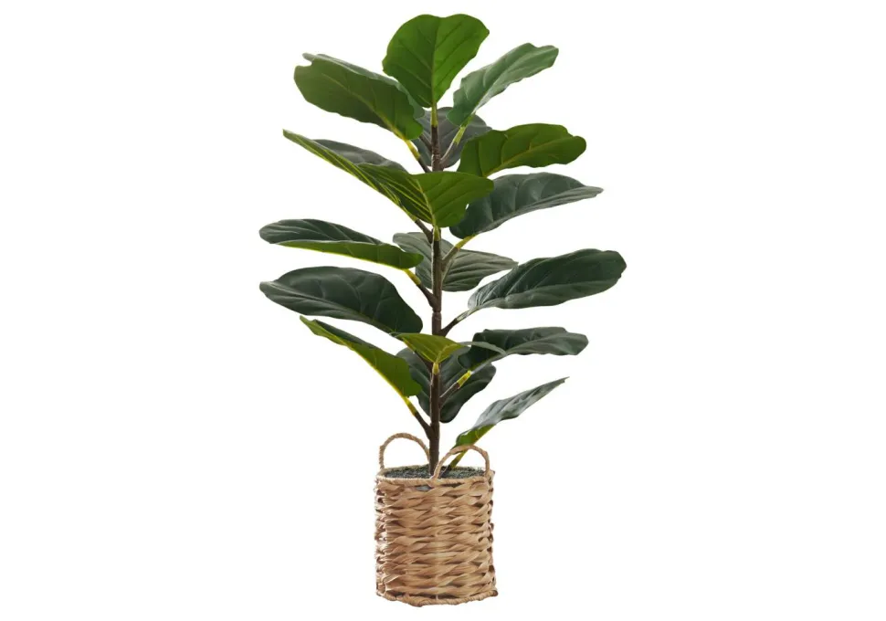 Artificial Plant, 28" Tall, Fiddle Tree, Indoor, Faux, Fake, Floor, Greenery, Potted, Real Touch, Decorative, Green Leaves, Beige Woven Basket