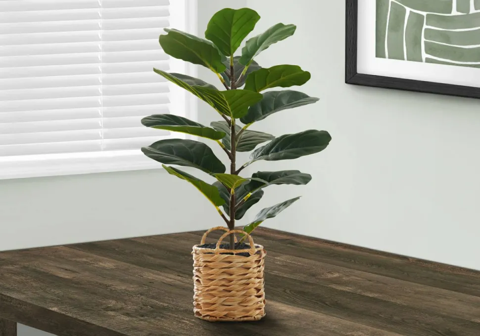 Artificial Plant, 28" Tall, Fiddle Tree, Indoor, Faux, Fake, Floor, Greenery, Potted, Real Touch, Decorative, Green Leaves, Beige Woven Basket
