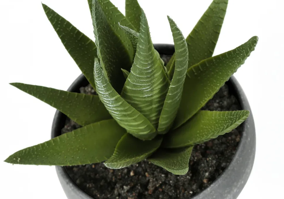 Artificial Plant, 6" Tall, Succulent, Indoor, Faux, Fake, Table, Greenery, Potted, Set Of 3, Decorative, Green Plants, Grey Cement Pots