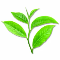 Bigelow Green Tea Pods, 1.90 oz, 18/Box