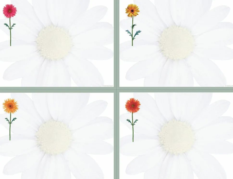 Great Papers! Postcards, 4-Up, Daisies, 8.5" x 11" sheet/4.25" x 5.5" postcard, 10 sheets/40 postcards, Printer Compatible